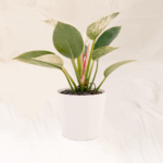Philodendron Birkin