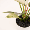 Philodendron Birkin