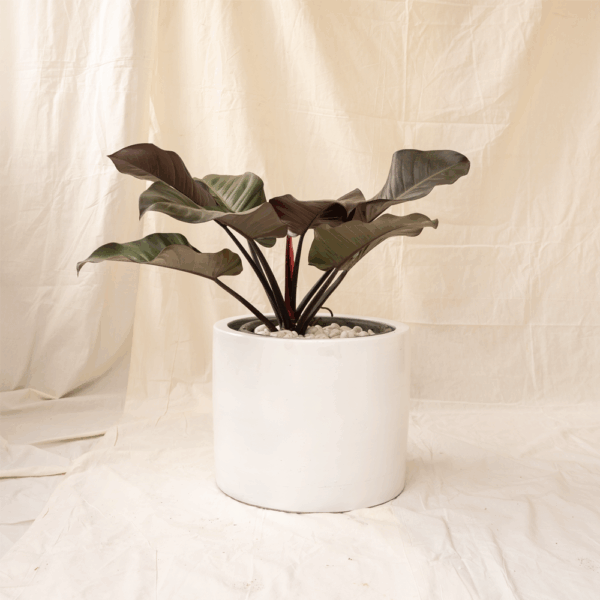 Philodendron Black Cardinal | Philodendron erubescens 'black cardinal'