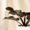 Philodendron Black Cardinal | Philodendron erubescens 'black cardinal'