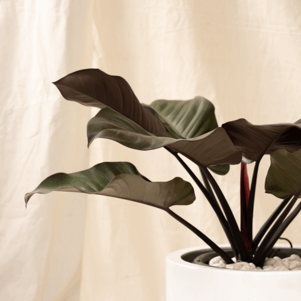 Philodendron Black Cardinal | Philodendron erubescens 'black cardinal'