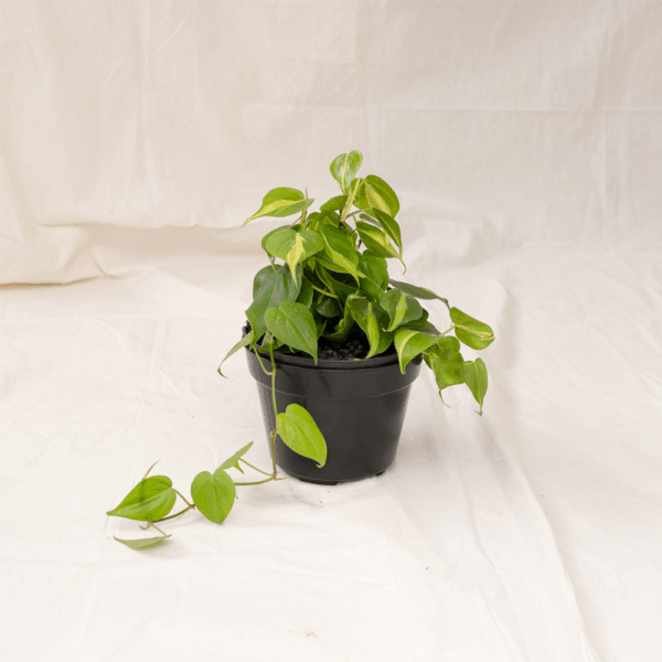 Philodendron Brasil | Philodendron Heartleaf 'Brasil'