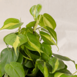 Philodendron Brasil | Philodendron Heartleaf 'Brasil'