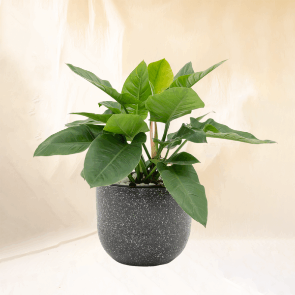 Philodendron Green | Philodendron erubescens 'Green'