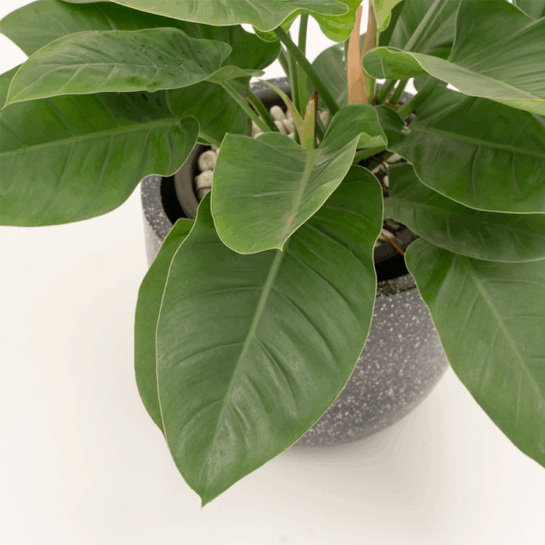 Philodendron Green | Philodendron erubescens 'Green'