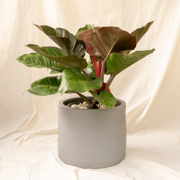 Philodendron Red Emerald | Philodendron erubescens 'Red Emerald'