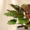Philodendron Red Emerald | Philodendron erubescens 'Red Emerald'