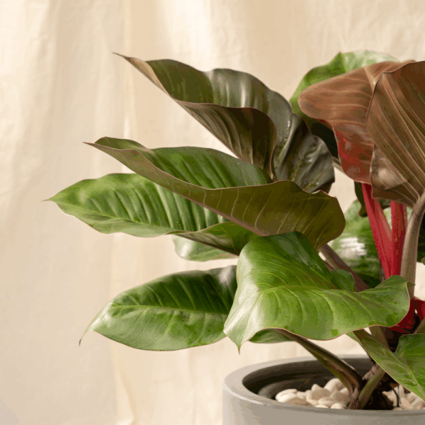 Philodendron Red Emerald | Philodendron erubescens 'Red Emerald'
