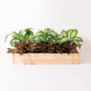 Planter Box