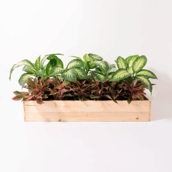 Planter Box