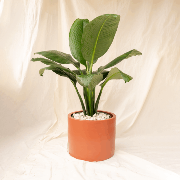 Spathiphyllum | Peace Lily