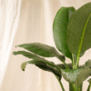 Spathiphyllum | Peace Lily