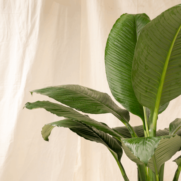 Spathiphyllum | Peace Lily
