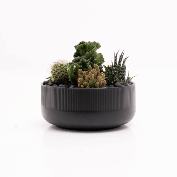Terrarium Set