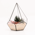 Terrarium Set