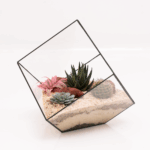Terrarium Set