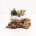 Terrarium Set