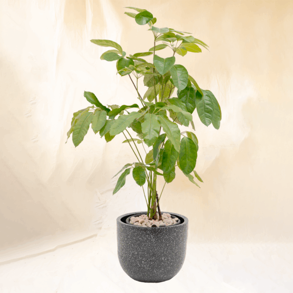 Walisongo | Umbrella Plant