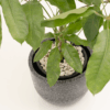 Walisongo | Umbrella Plant
