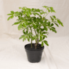 Walisongo Keriting | Dwarf Umbrella Plant