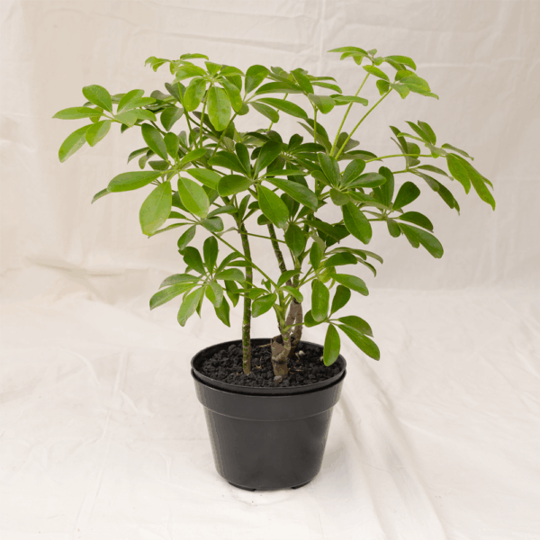 Walisongo Keriting | Dwarf Umbrella Plant