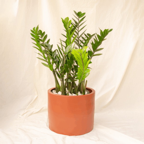 Zamioculcas | ZZ Plant