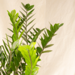 Zamioculcas | ZZ Plant
